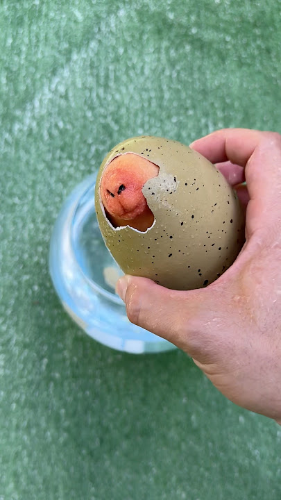 Hatching a Capybara!