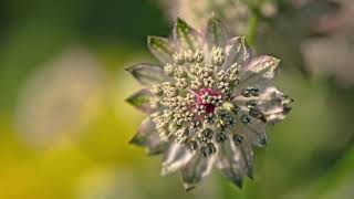 Astrantia |masterwort flower |astrantia flower|beautiful flower in earth