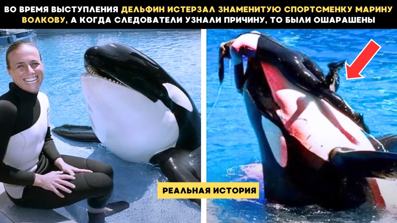 Outline Video ПОСЛЕДНИЕ ЧАСЫ МАРИНЫ ВОЛКОВОЙ! СЛЕДОВАТЕЛИ УЗНАЛИ ПРИЧИНУ! РЕАЛЬНАЯ ИСТОРИЯ