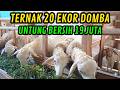 CUMA 20 EKOR! CARA DAPAT 19 JUTA SETAHUN DARI TERNAK DOMBA PEMULA!