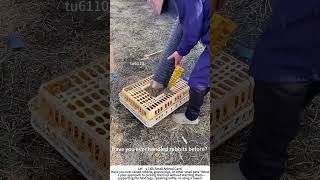 Loading Rabbits Into Cages Calm, Careful, And Kind