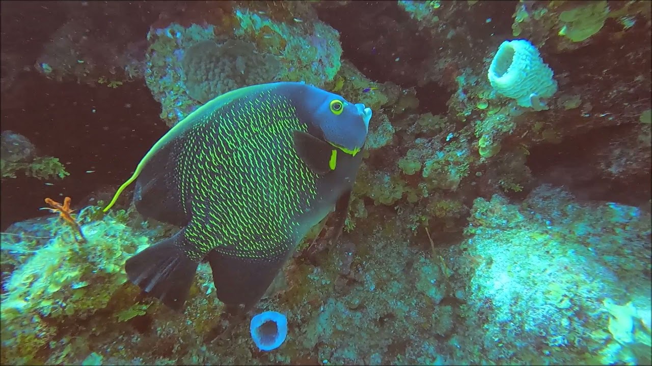 Scuba Diving Roatan, Honduras
