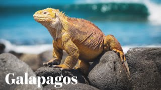 Galapagos Unveiled: A Journey of Discovery with IWorld of Travel