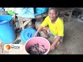 Thailand’s Asian bullfrogs becoming a valuable catch