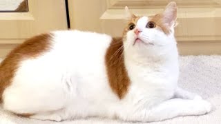 Cat Acting Weird