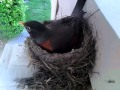 Cruel Nature: Crow stealing robin eggs