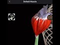 The Deltoid MuscleOrigin:Anterior deltoid:Clavicle :#fitnessapp #fitness #backmuscle (@muscleandmot