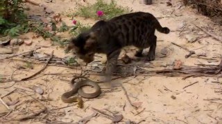 Half Bengal cat makes friends with wild snake in Cambodia