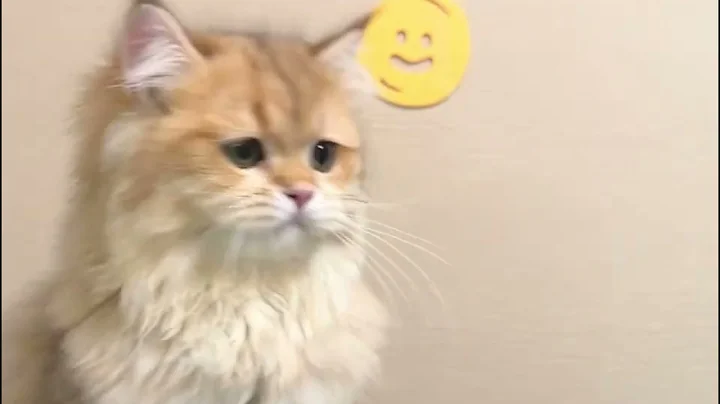 Video 2871701: british longhair kitten, golden shaded british longhair