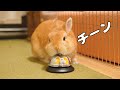 うさぎにベルを渡した結果こうなりました【No.260】