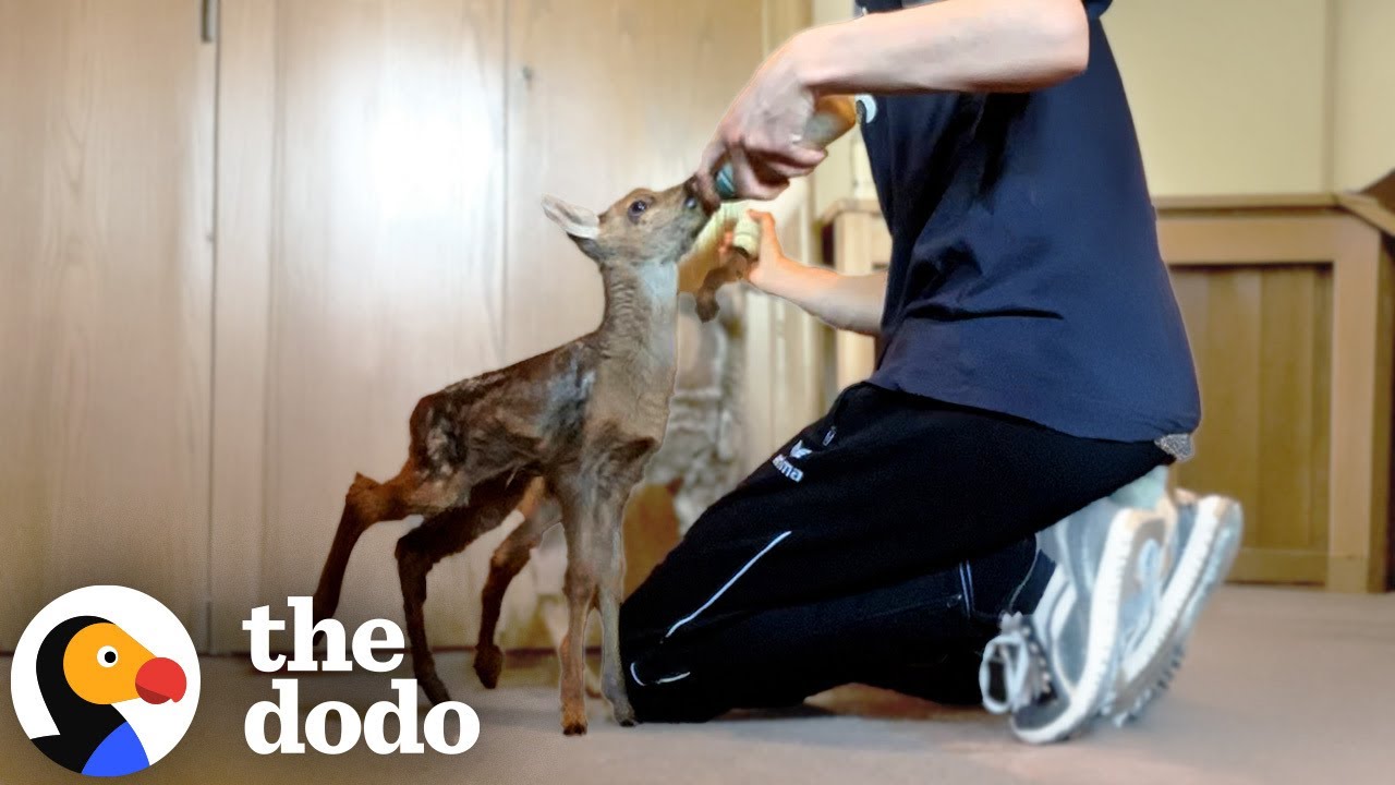 Guy Raises Two Baby Deer Until They're Ready To Be Freed Together | The Dodo