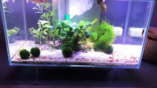 Fluval Edge shrimpaquarium