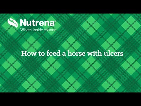 How to Feed a Horse with Ulcers