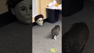 Funny Cats 😺 Episode 89 #Shorts