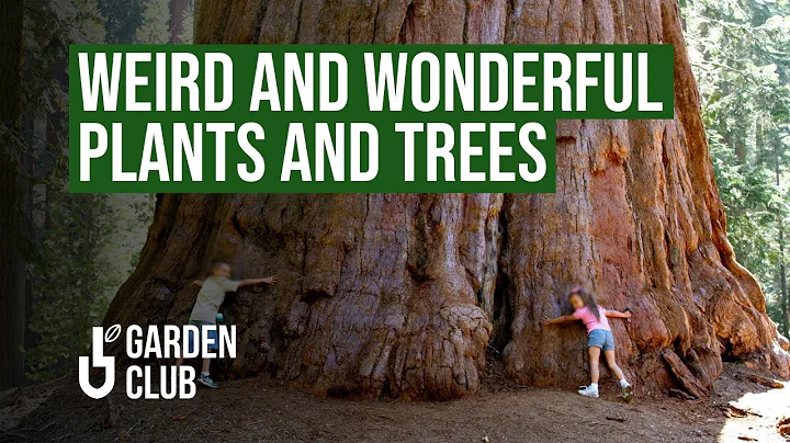 Top 10 WEIRD and Wonderful Plants 🌿 and Trees on Earth!