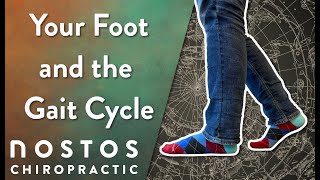 Your Foot and the Gait Cycle
