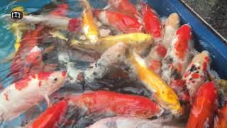 Kolorowe ryby dla dzieci | Pływanie złota ryba wideo | Miumiu kids