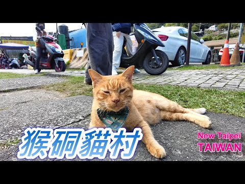 侯硐貓村｜可愛貓咪自在行走｜Houtong Cat Village Walk Vlog ????????✨ #侯硐貓村 #新北旅遊 #貓咪天堂