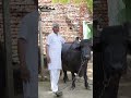 यूरोप में भैंस कहां कहां पाई जाती हैं, जानिए [Why Buffaloes are rare in Europe]