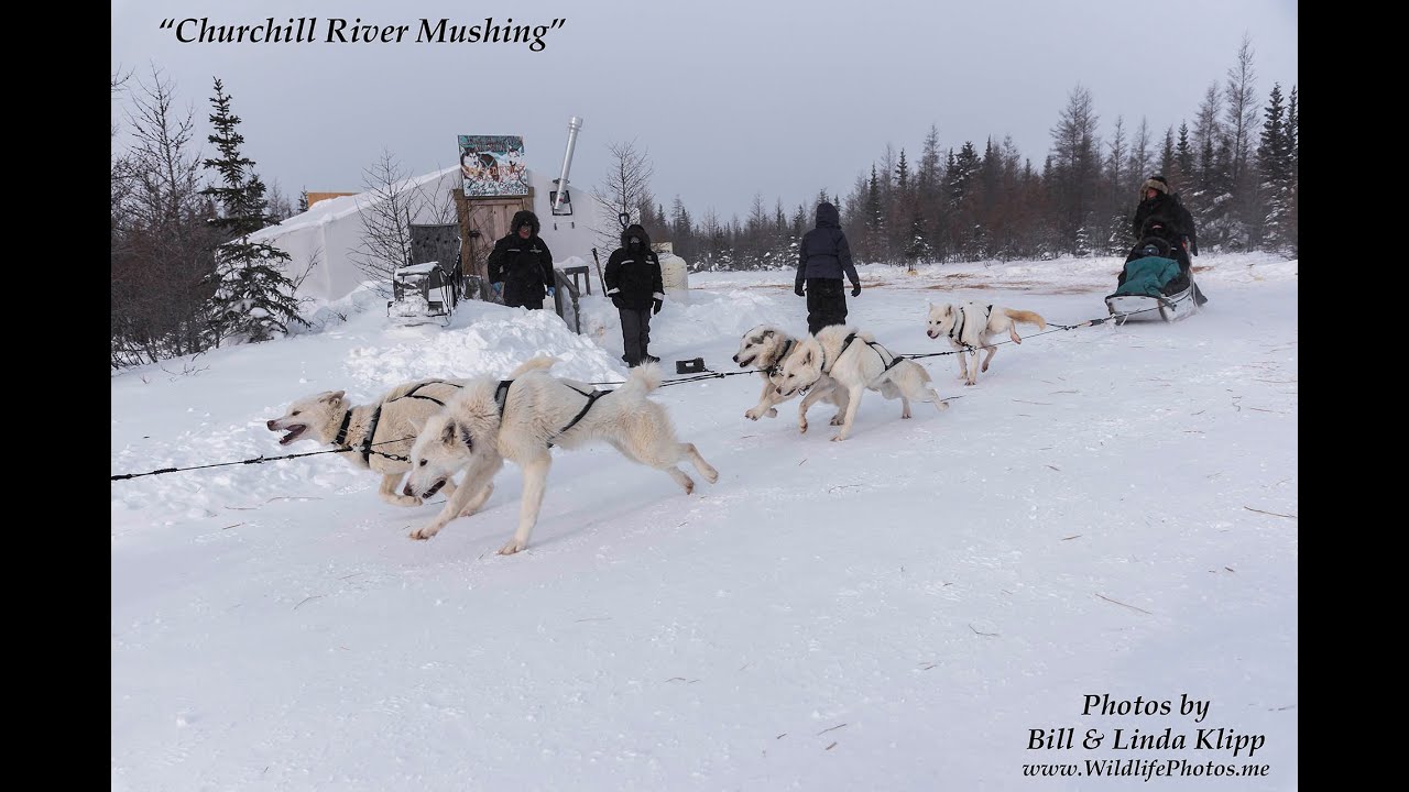 Dog Sledding in Churchill Canada YouTube