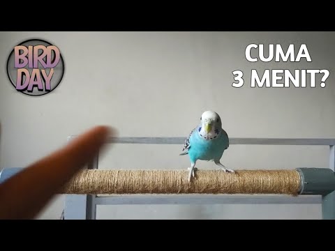 Video: Melatih Burung Anda Untuk Mengambil Dan Trik Keren Lainnya