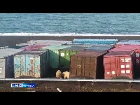Медведи в Уэлене