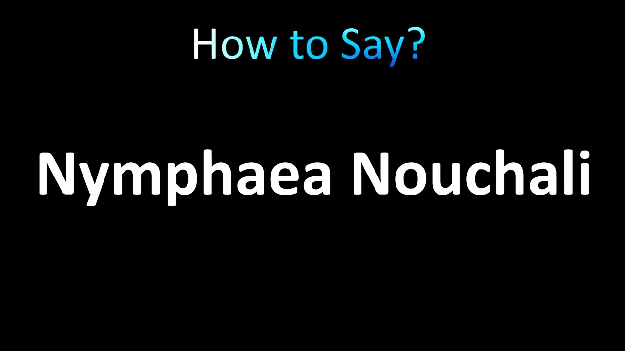 Как произносится Нимфея Нухали