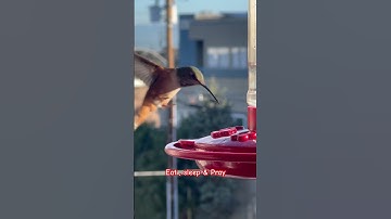 Transform Your Garden with the Perfect Hummingbird Feeder