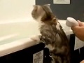 シャンプーするよ