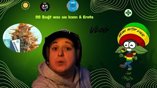 „Critical Ernte & OG Sensible blüht auf 🌱 | Ganja Garten Update“