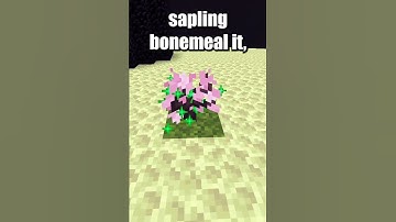 Can a tree grow in the end? 🤔 Minecraft #shorts