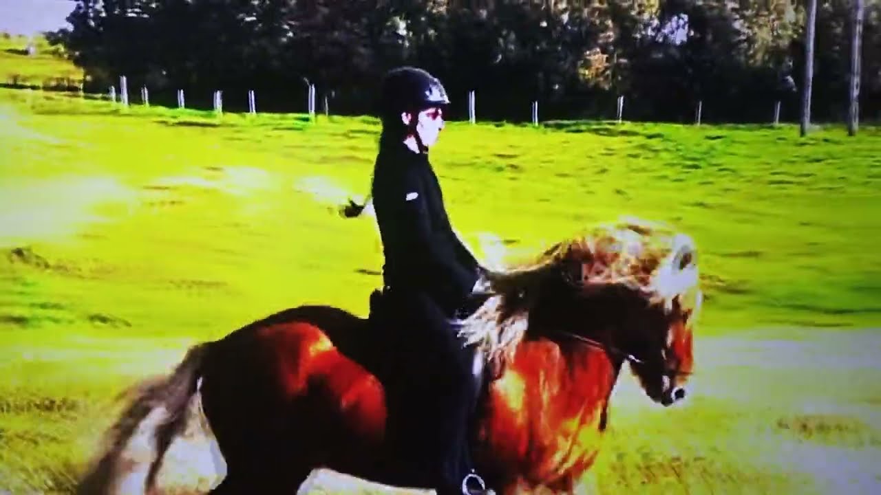 horse running video | | horse race video  | | 