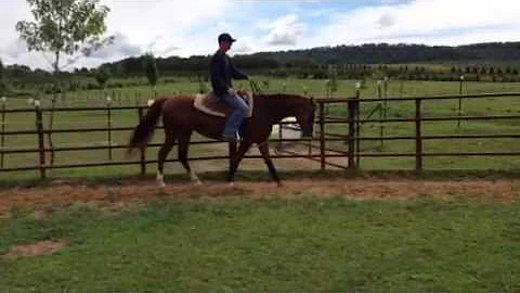 Double Ds Are Hot  AQHA/APHA mare