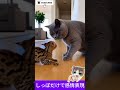 🐶「しっぽだけで感情表現」 — “Speaking Fluent Tail Language” #funny #chihuahuafanclub #cat #animals #cute #pets