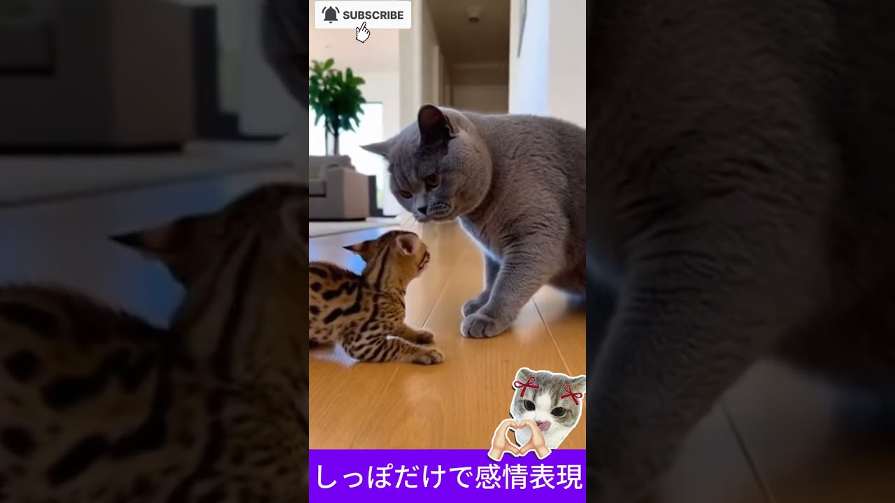 🐶「しっぽだけで感情表現」 — “Speaking Fluent Tail Language” #funny #chihuahuafanclub #cat #animals #cute #pets