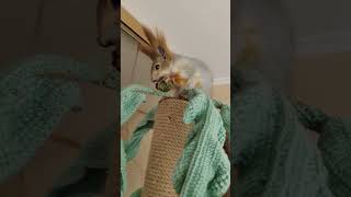 Лапа любит шишки