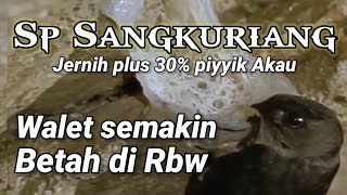 Sp Sangkuriang, suara panggil walet birahi jernih plus 30% piyyik Akau