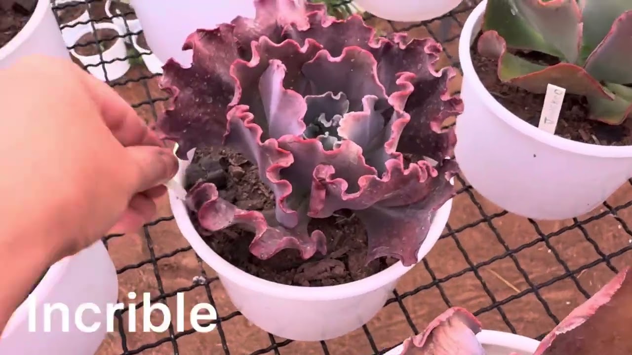 Um pouco das minhas jovens matrizes 😍❤️😍