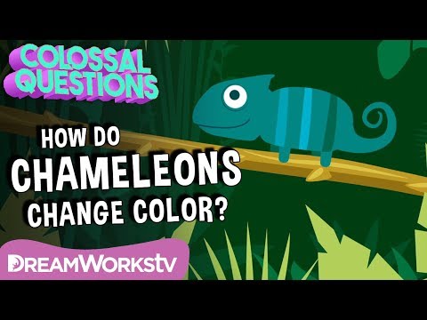 How Do Chameleons Change Color | Colossal Questions