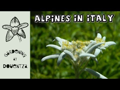 Video: Alpine Botanical Garden (Giardino Botanico Alpino) description and photos - Italy: Lake Maggiore