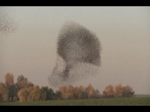 Formasi Sekelompok Burung Jalak Di Langit Israel Youtube