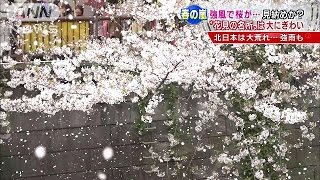 花吹雪　強風の桜の名所　これで見納め？　映像満載(15/04/03)