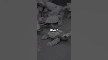 Alligator snapping turtle growing as babies. #turtle #animals #wildlife #alligatorsnappingturtle