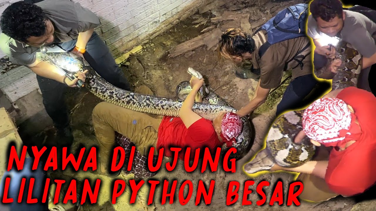 TANGKAP ULAR PITON RAKSASA, YANG TERDENGAR MALAH AUMAN HARIMAU!!!  - PART AKHIR