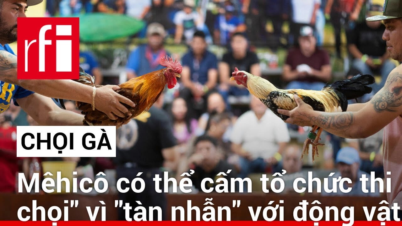 go789 game bài đỉnh cao Chọi gà ở Mê hi cô có nguy cơ bị cấm vì tàn nhẫn với động vật • RFI