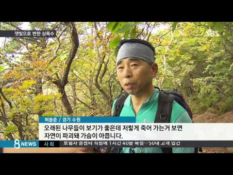 잿빛으로 변한 상록수…지구 온난화의 '경고'/SBS