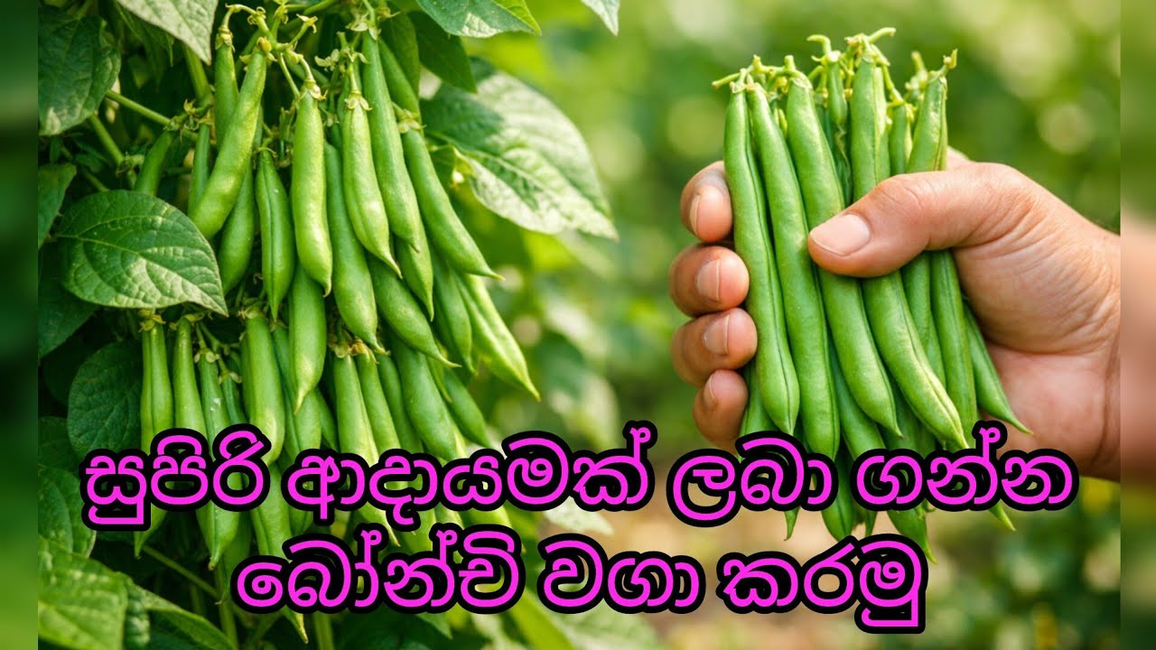 පදුරු බෝන්චි වගාව සම්පූර්ණ මාර්ගෝපදේශය | වැඩි අස්වැන්නට හොඳම ක්‍රම | Bush Beans Cultivation