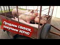 Продаем СВИНОК, покупаем ЗЕРНО!