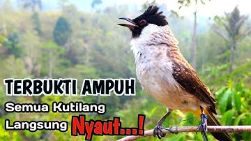 100% Ampuh Untuk masteran Burung Kutilang Agar Cepat Bunyi Dan Gacor