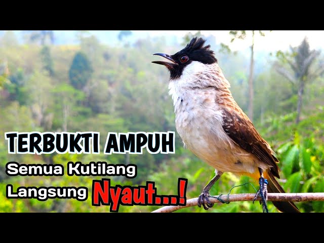 100% Ampuh Untuk masteran Burung Kutilang Agar Cepat Bunyi Dan Gacor class=